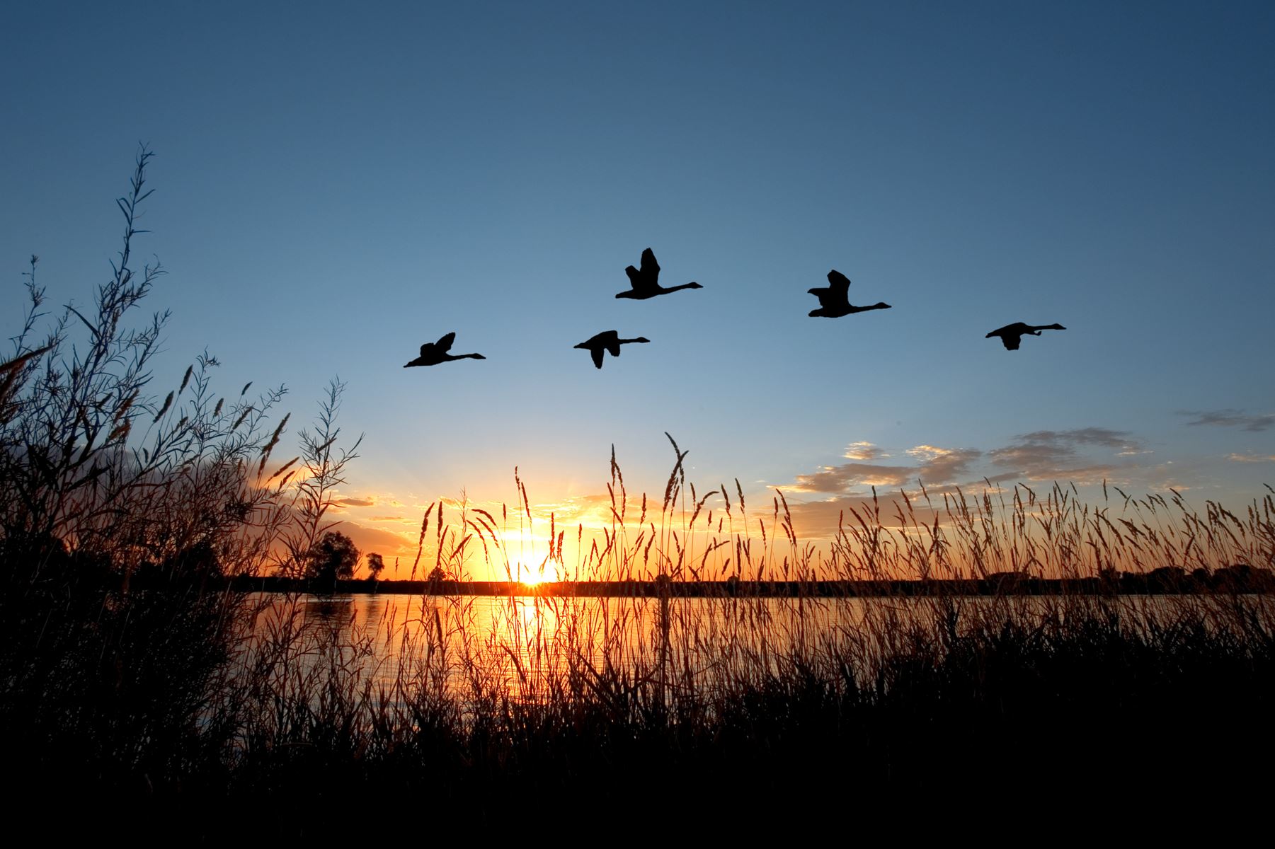 ducks flying over pond during sunset